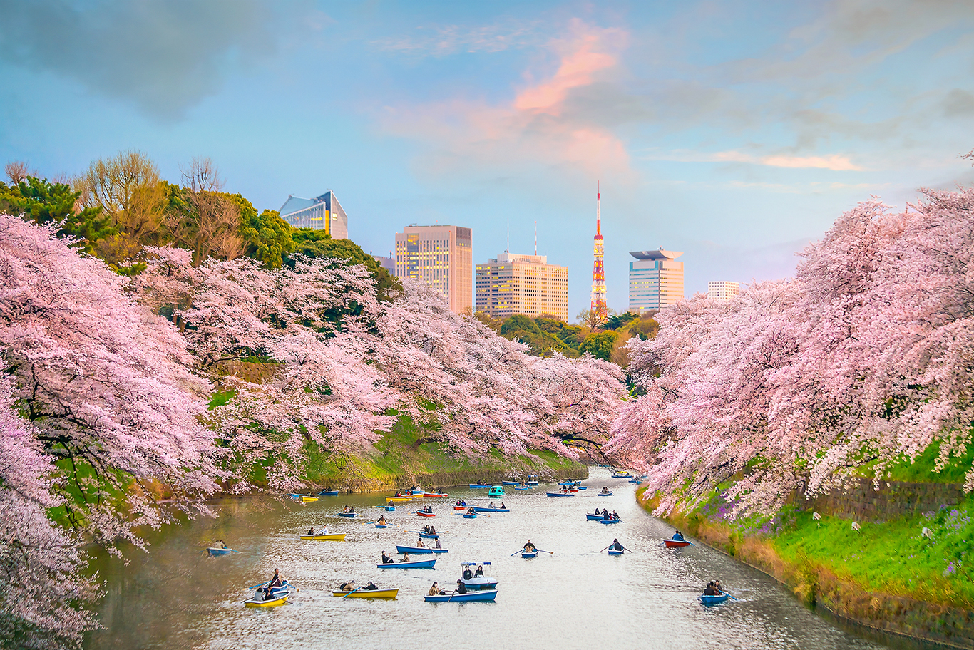 Point view japanese