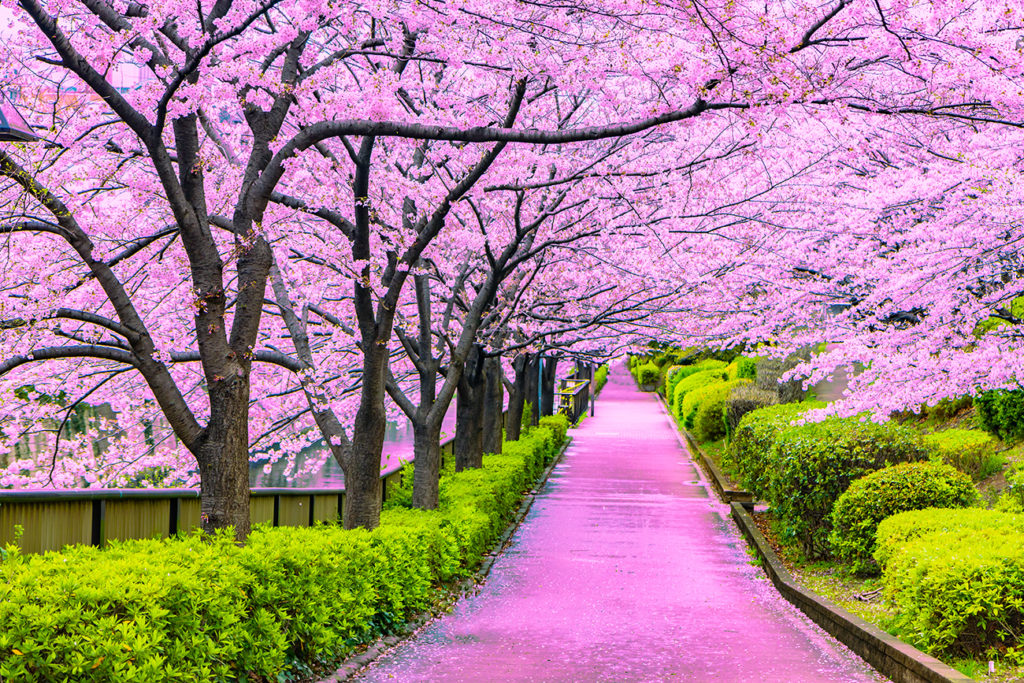 Cherish the Beauty of Japan’s Cherry Blossoms KCP International