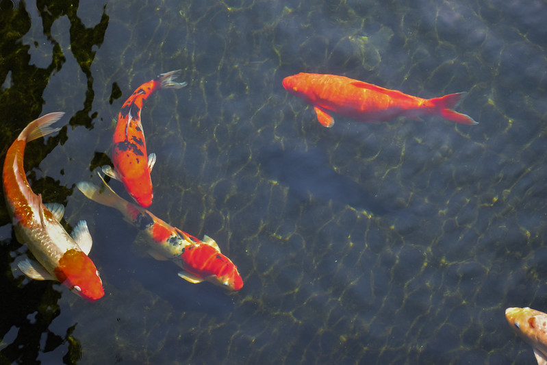 The Many Facets of Japanese Koi