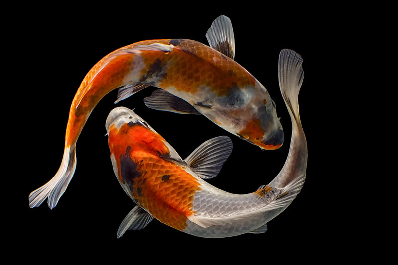 The Many Facets of Japanese Koi | KCP Japanese Language School