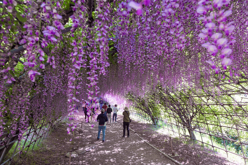 Hysteria Over Wisteria In Japan Kcp Japanese Language School 