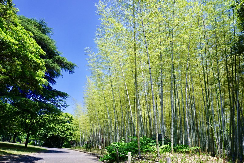 Timeless Beppu Bamboo Crafts | KCP Japanese Language School