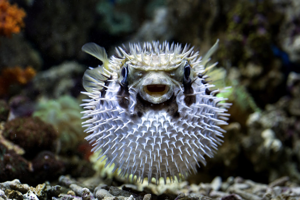 Pufferfish