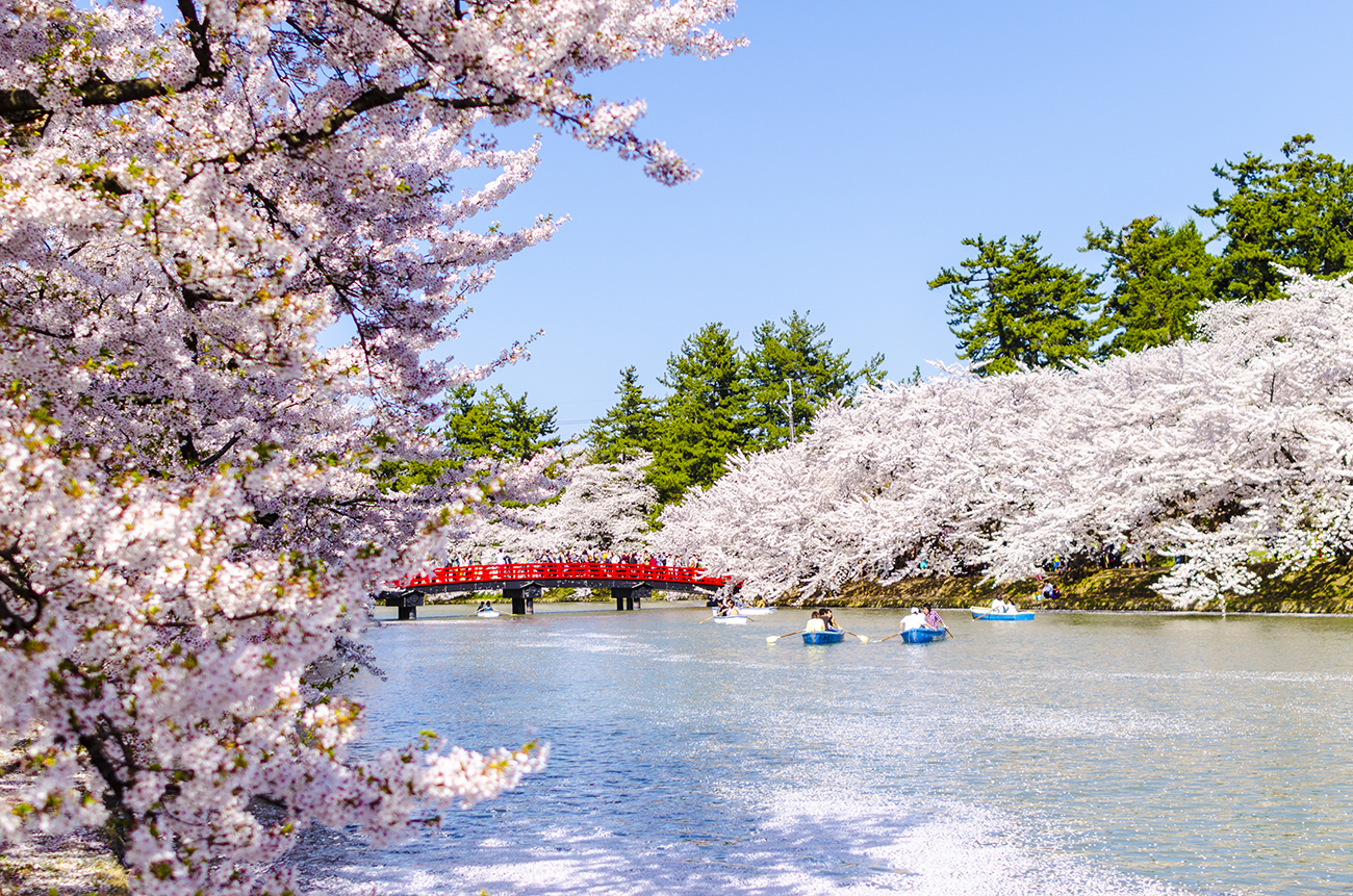 Favorite Sakura Viewing Places Around Tokyo | KCP International