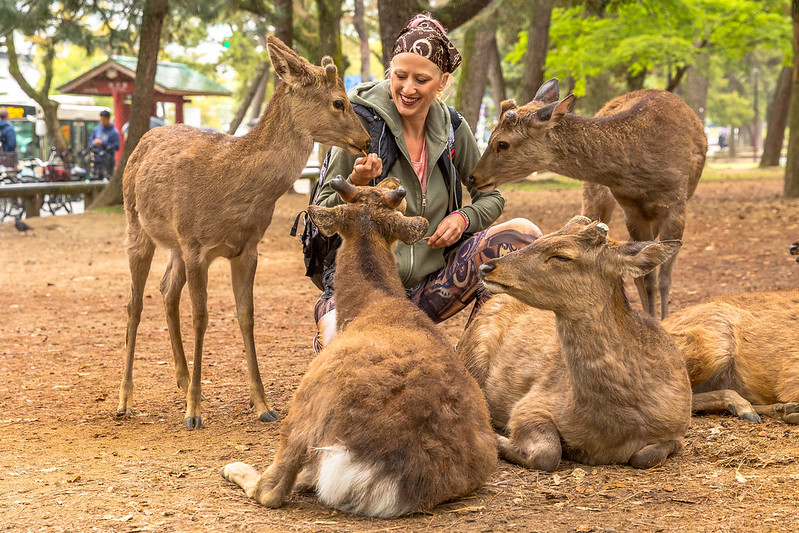 Nara deer