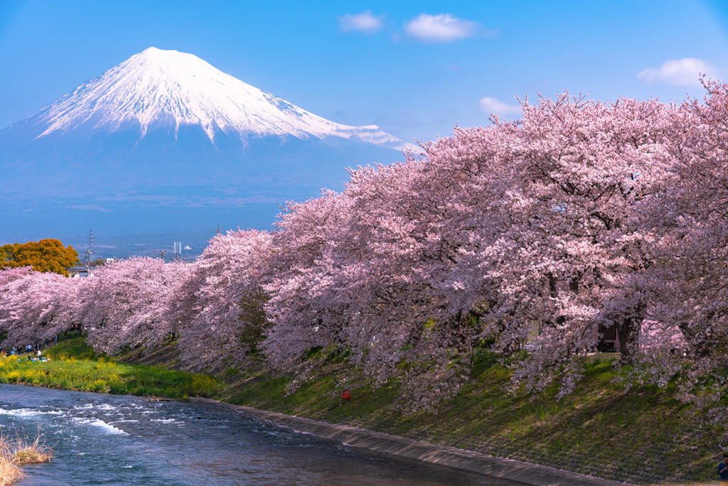 The Japanese Hanami Tradition | KCP Japanese Language School