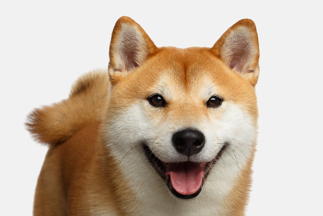 are shiba inu mean