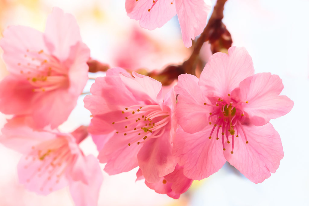 Spring Blossoms in Japan | KCP International Japanese Language School