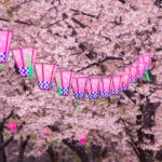 Sakura with lanterns