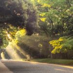 Meiji Shrine forest