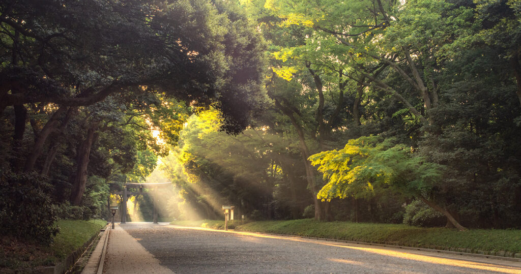 Meiji Shrine forest